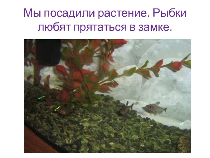 Мы посадили растение. Рыбки любят прятаться в замке.