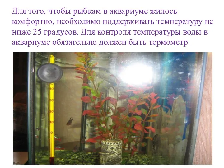 Для того, чтобы рыбкам в аквариуме жилось комфортно, необходимо поддерживать