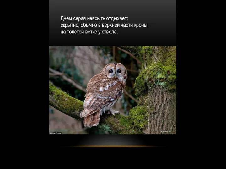 Днём серая неясыть отдыхает: скрытно, обычно в верхней части кроны, на толстой ветке у ствола.