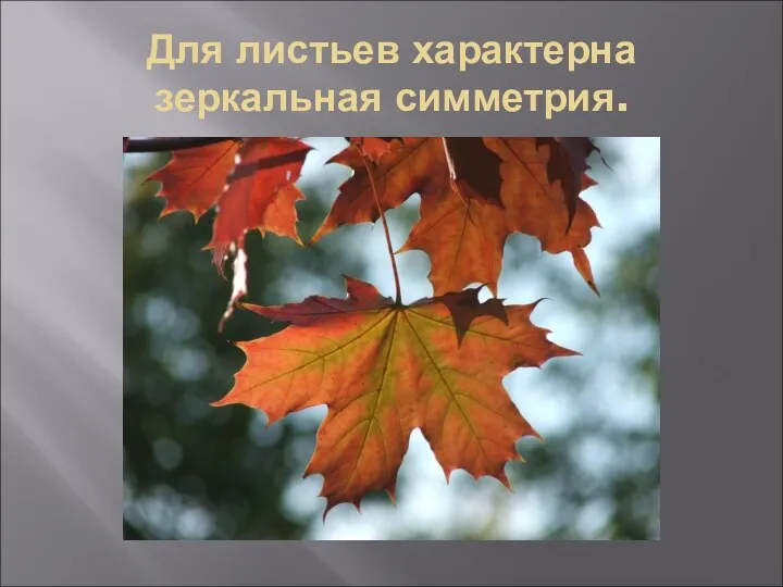 Для листьев характерна зеркальная симметрия.