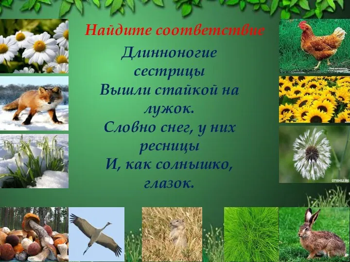 Найдите соответствие Длинноногие сестрицы Вышли стайкой на лужок. Словно снег, у них ресницы