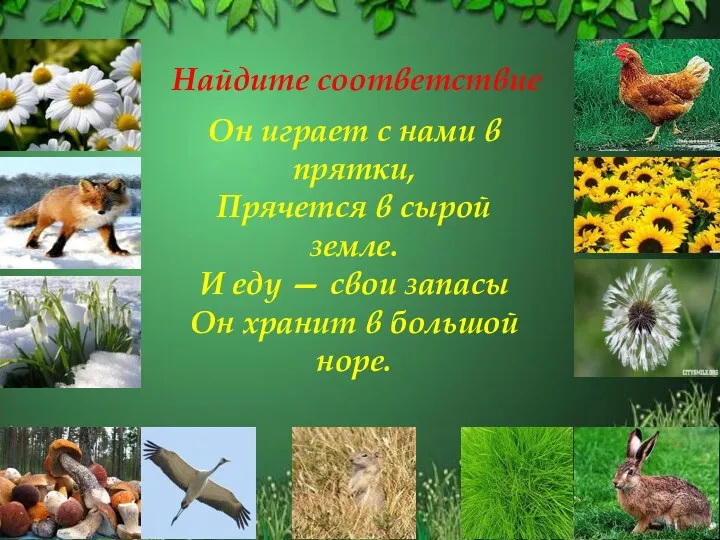 Найдите соответствие Он играет с нами в прятки, Прячется в сырой земле. И