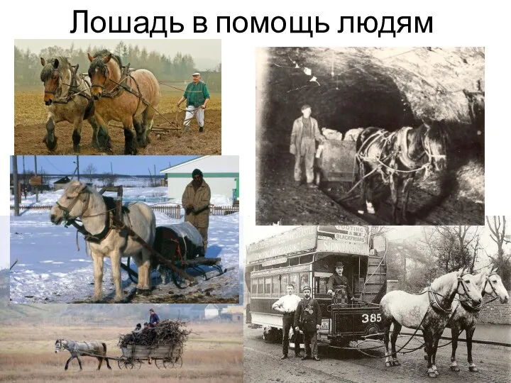 Лошадь в помощь людям