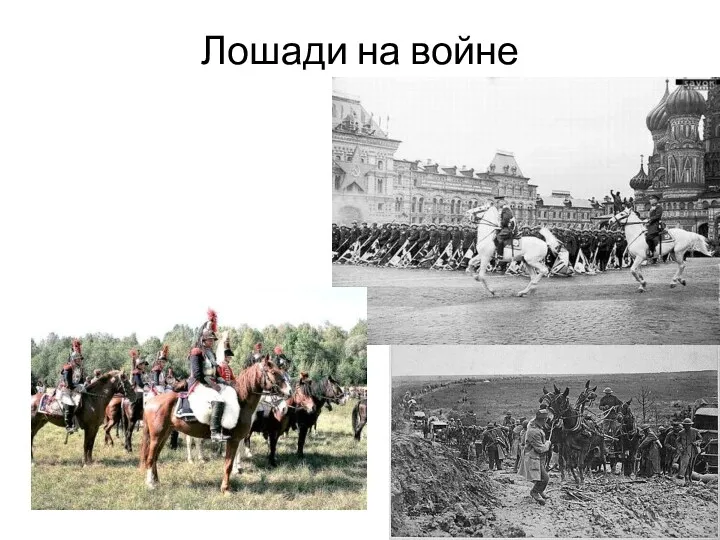 Лошади на войне