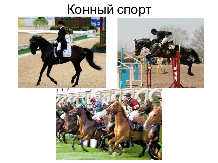 Конный спорт