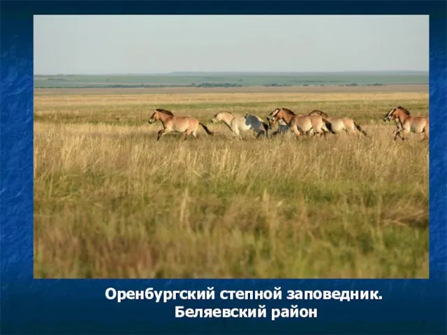 Оренбургский степной заповедник. Беляевский район