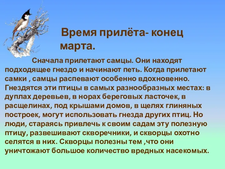 Сначала прилетают самцы. Они находят подходящее гнездо и начинают петь.