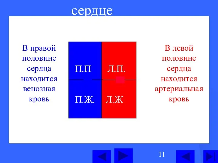 сердце П.П Л.П. П.Ж. Л.Ж В левой половине сердца находится артериальная кровь В