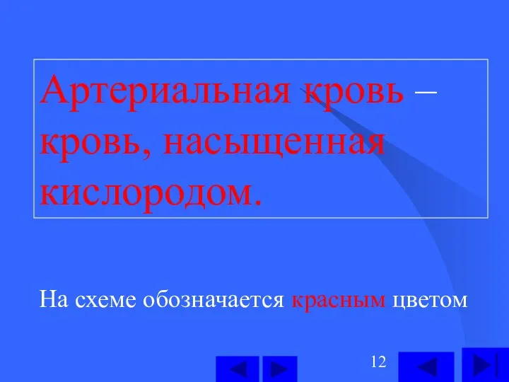 Артериальная кровь – кровь, насыщенная кислородом. На схеме обозначается красным цветом