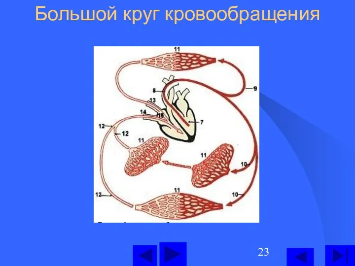 Большой круг кровообращения