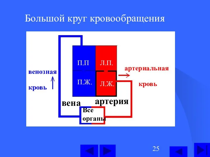 Большой круг кровообращения П.П П.Ж. Л.П. Л.Ж. Все органы артерия вена артериальная кровь венозная кровь