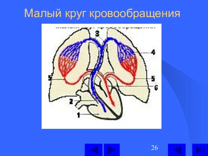 Малый круг кровообращения