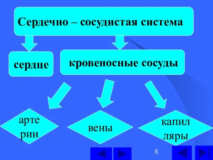 сердце кровеносные сосуды Сердечно – сосудистая система артерии вены капилляры