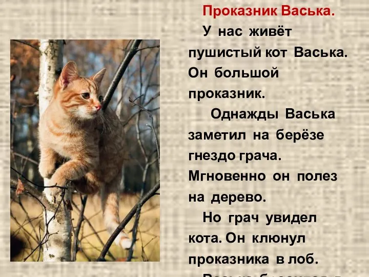 Проказник Васька. У нас живёт пушистый кот Васька. Он большой проказник. Однажды Васька