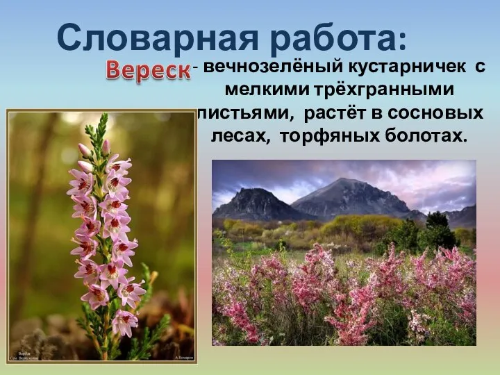 Словарная работа: - вечнозелёный кустарничек с мелкими трёхгранными листьями, растёт в сосновых лесах, торфяных болотах.