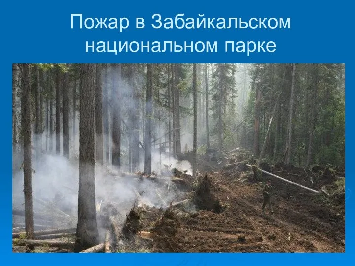 Пожар в Забайкальском национальном парке