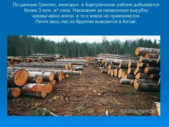По данным Гринпис, ежегодно в Баргузинском районе добывается более 3 млн. м³ леса.