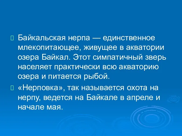 Байкальская нерпа — единственное млекопитающее, живущее в акватории озера Байкал.