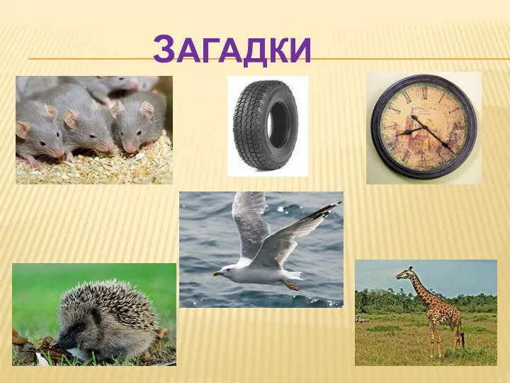 Загадки