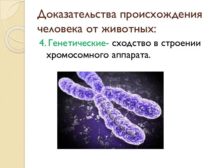 Доказательства происхождения человека от животных: 4. Генетические- сходство в строении хромосомного аппарата.