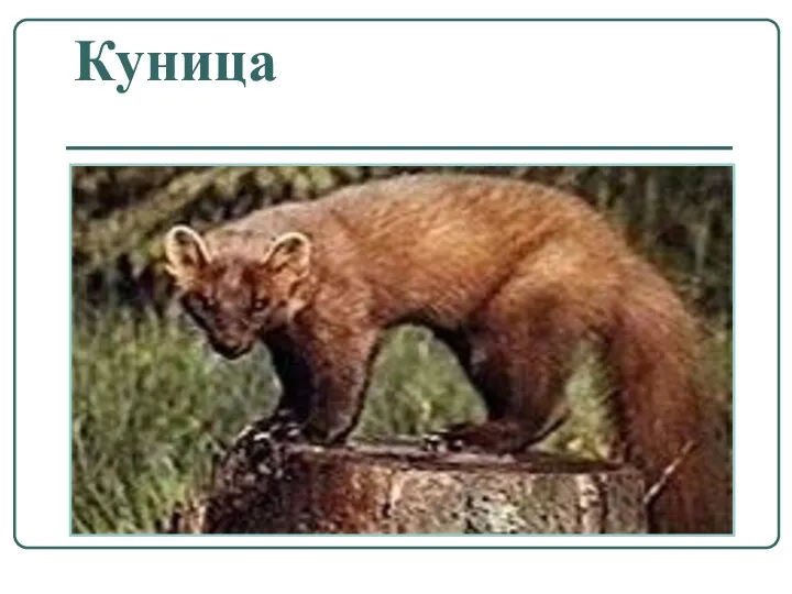 Куница