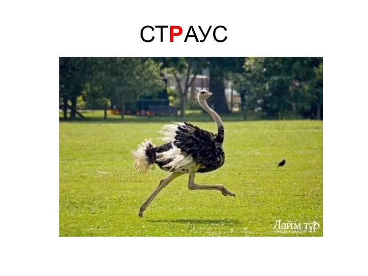 СТРАУС