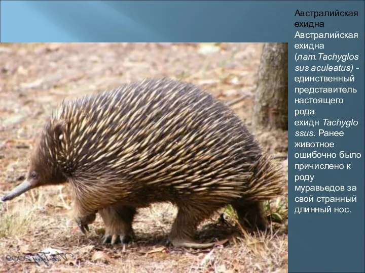 Австралийская ехидна Австралийская ехидна (лат.Tachyglossus aculeatus) - единственный представитель настоящего рода ехидн Tachyglossus.
