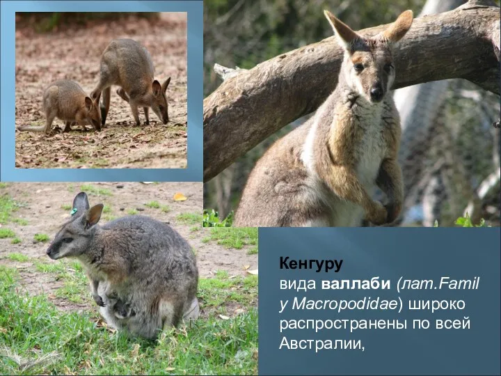 Кенгуру вида валлаби (лат.Family Macropodidae) широко распространены по всей Австралии,