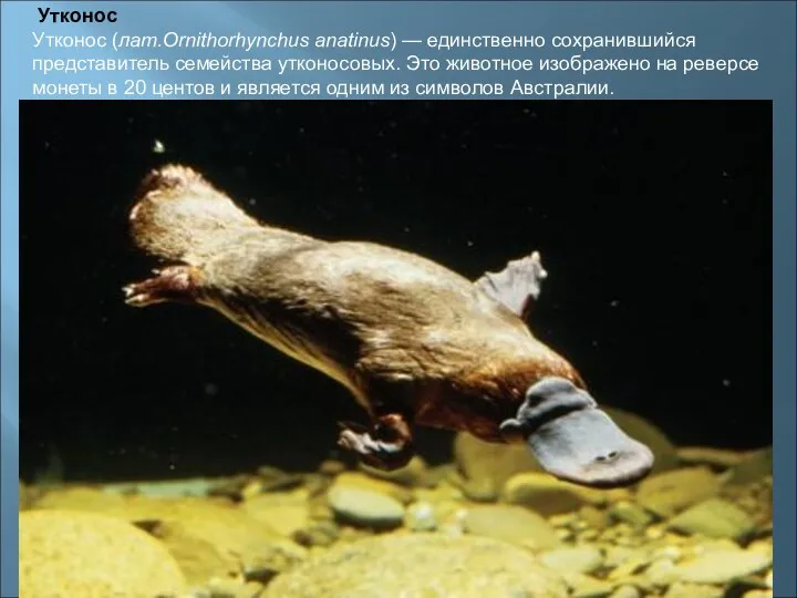 Утконос Утконос (лат.Ornithorhynchus anatinus) — единственно сохранившийся представитель семейства утконосовых.