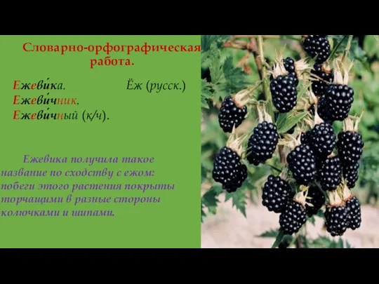 Словарно-орфографическая работа. Ежеви́ка. Ёж (русск.) Ежеви́чник. Ежеви́чный (к/ч). Ежевика получила