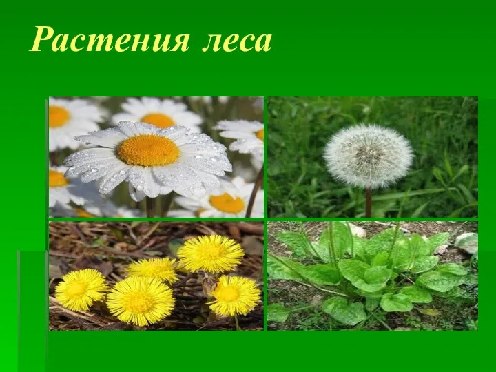 Растения леса