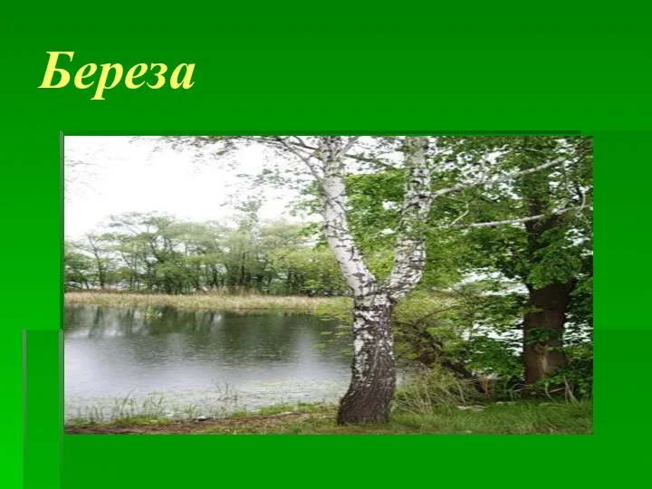 Береза