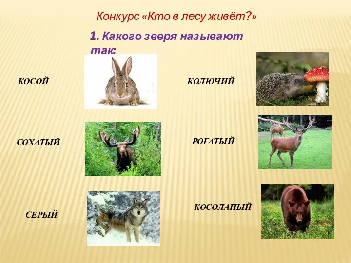 Конкурс «Кто в лесу живёт?» 1. Какого зверя называют так: КОСОЙ СОХАТЫЙ СЕРЫЙ КОЛЮЧИЙ РОГАТЫЙ КОСОЛАПЫЙ