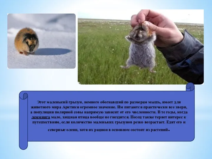 Этот маленький грызун, немного обогнавший по размерам мышь, имеет для животного мира Арктики