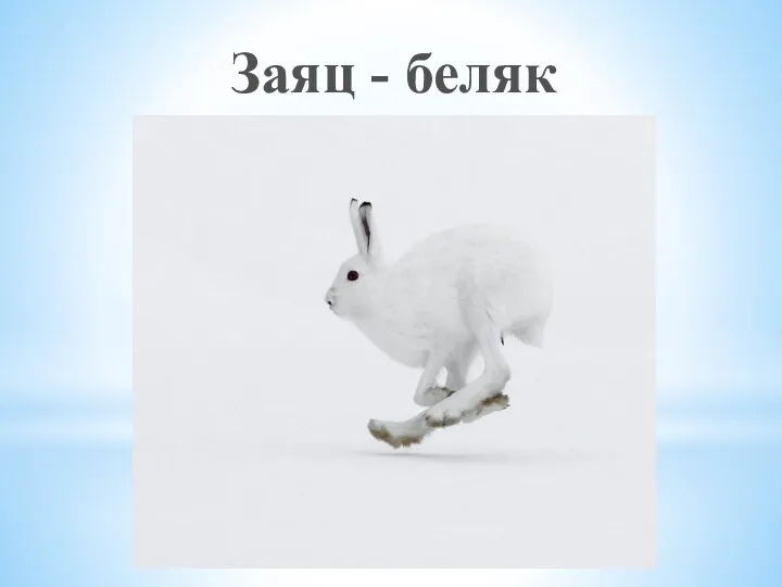 Заяц - беляк