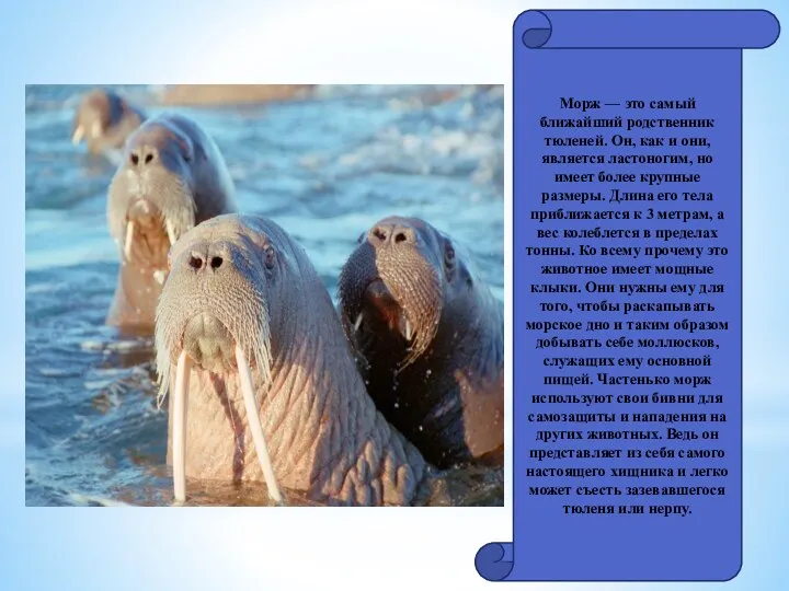 Морж — это самый ближайший родственник тюленей. Он, как и они, является ластоногим,