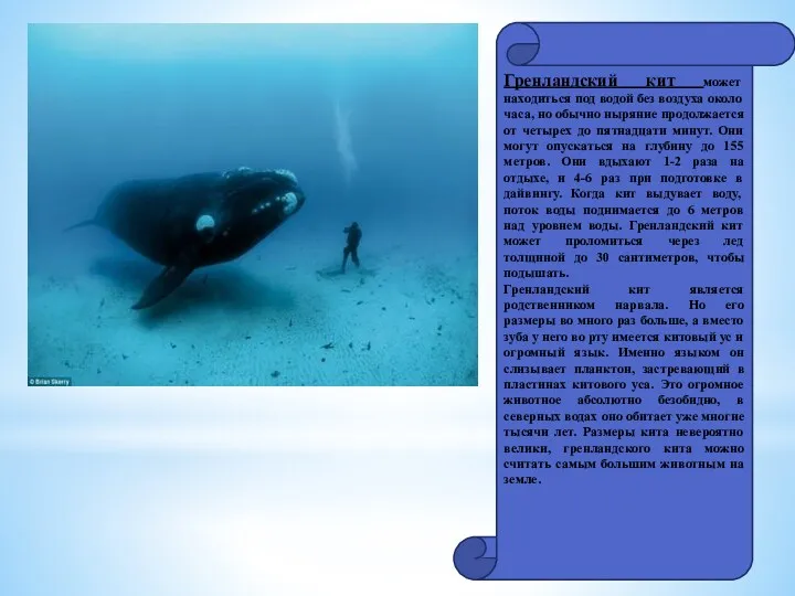 Гренландский кит может находиться под водой без воздуха около часа,