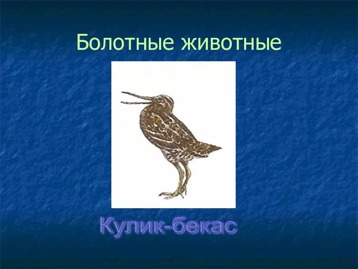 Болотные животные Кулик-бекас