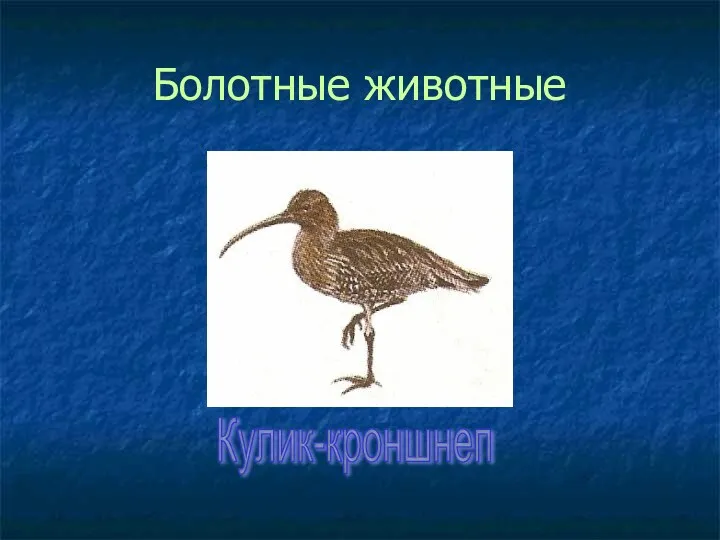 Болотные животные Кулик-кроншнеп