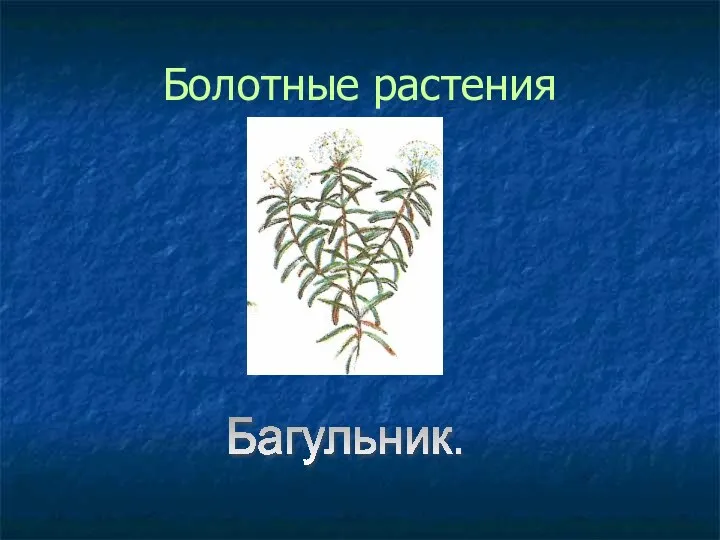 Болотные растения Багульник.