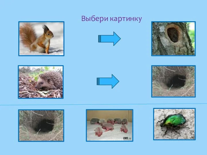 Выбери картинку