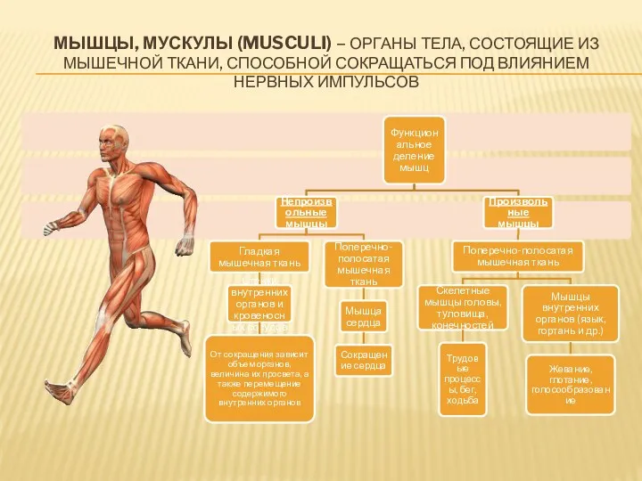 Мышцы, мускулы (musculi) – органы тела, состоящие из мышечной ткани, способной сокращаться под влиянием нервных импульсов