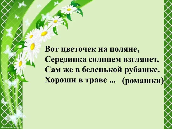 Вот цветочек на поляне, Серединка солнцем взглянет, Сам же в беленькой рубашке. Хороши