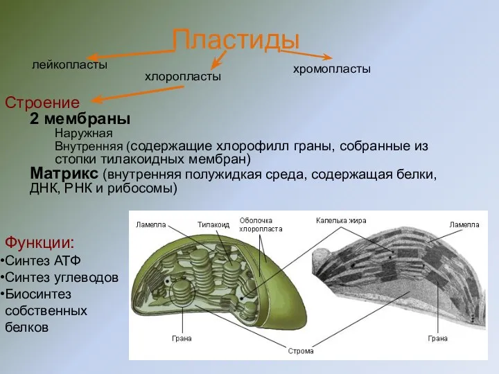 Строение 2 мембраны Наружная Внутренняя (содержащие хлорофилл граны, собранные из