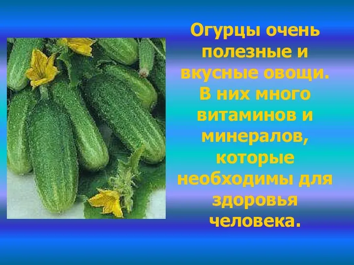 Огурцы очень полезные и вкусные овощи. В них много витаминов