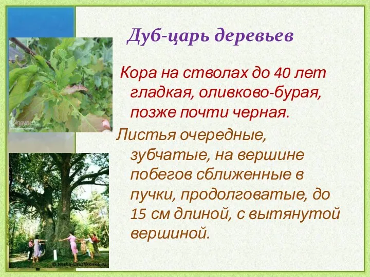 Дуб-царь деревьев Кора на стволах до 40 лет гладкая, оливково-бурая, позже почти черная.