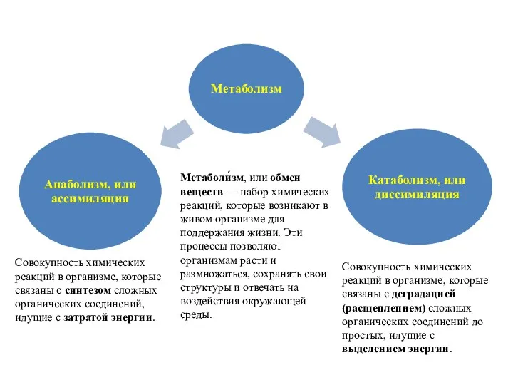 Метаболи́зм, или обмен веществ — набор химических реакций, которые возникают