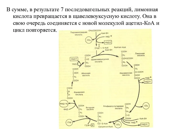 В сумме, в результате 7 последовательных реакций, лимонная кислота превращается