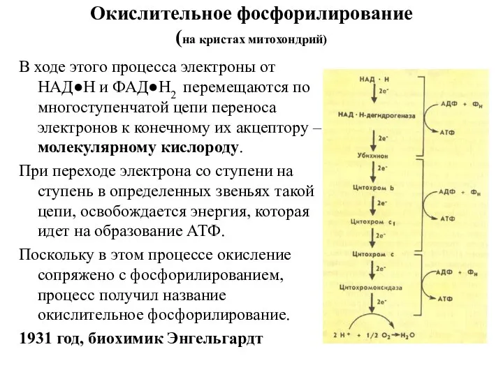 Окислительное фосфорилирование (на кристах митохондрий) В ходе этого процесса электроны