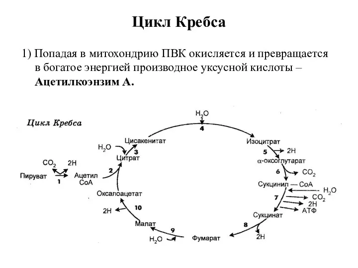 1) Попадая в митохондрию ПВК окисляется и превращается в богатое